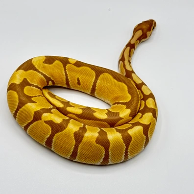 Banana Enchi Dark Sun Het Pied Ball Python - male for sale from The Python Den