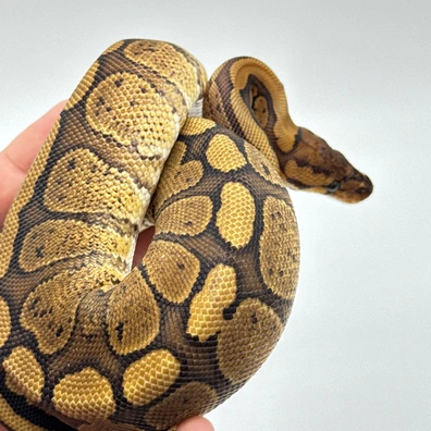 Super Redstripe Ball Python - female for sale from The Python Den