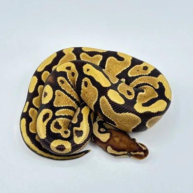 Dark Nova Yellow Belly Or Gravel Ball Python - female for sale from The Python Den