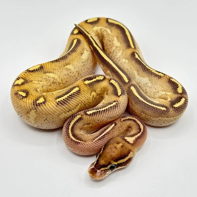 Highway Dark Matter/ Dark Sun Project Ball Python - unknown for sale from The Python Den