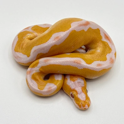 Orange Dream Lavender Albino Clown Ball Python - male for sale from The Python Den