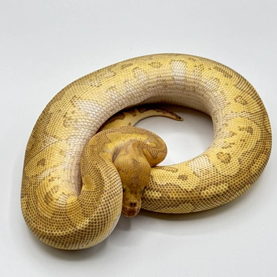 Lesser Redstripe Clown Ball Python - male for sale from The Python Den