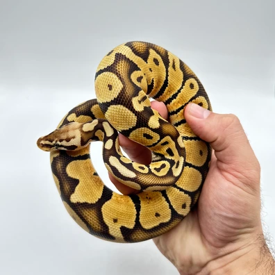 Pastel Dark Nova Ball Python - female for sale from The Python Den