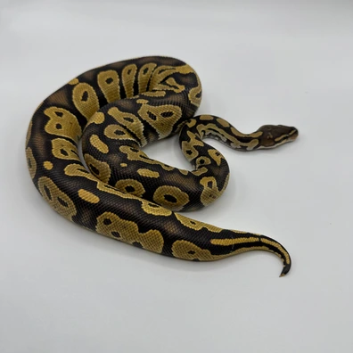Blackhead Trojan Hypo Ball Python - male for sale from The Python Den