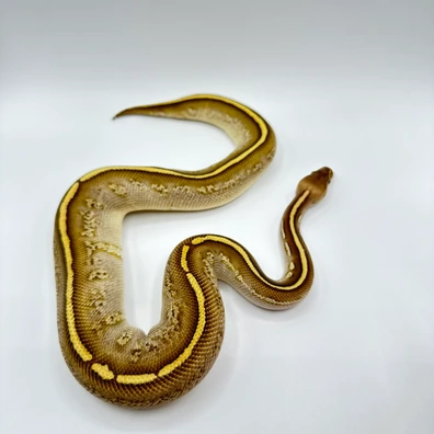Butter Stranger Het Clown Ball Python - female for sale from The Python Den