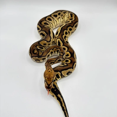 Orange Dream Stranger Clown Ball Python - male for sale from The Python Den