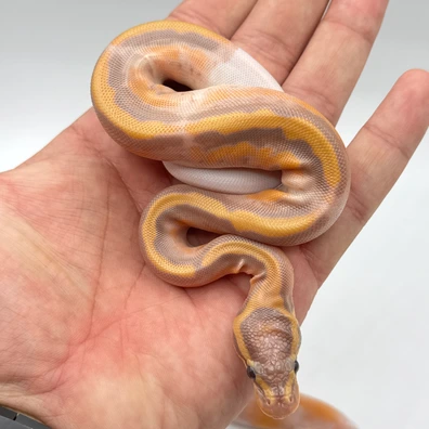 Super Orange Dream Yellow Belly Banana Pied Phet Clown