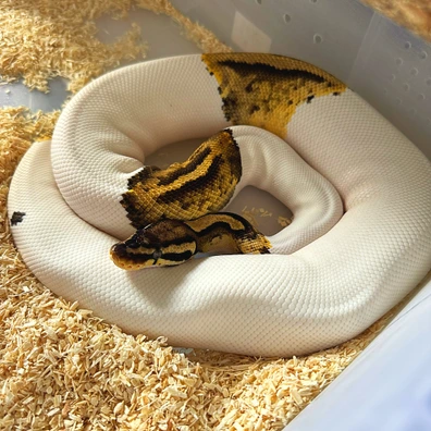 Pastel Pied Het Lavender Albino 2558grams Proven Ball Python - female for sale from 💥TaylorMadeMorphs💥