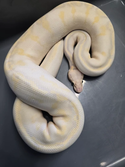 Super Pastel Gravel Yellowbelly (Highway) Ball Python by PS Pythons