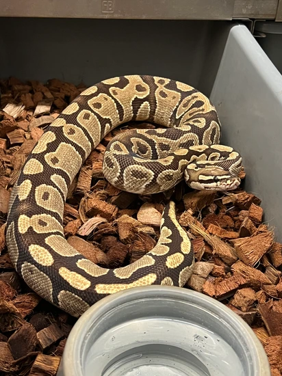 Normal Ball Python by Snake Country