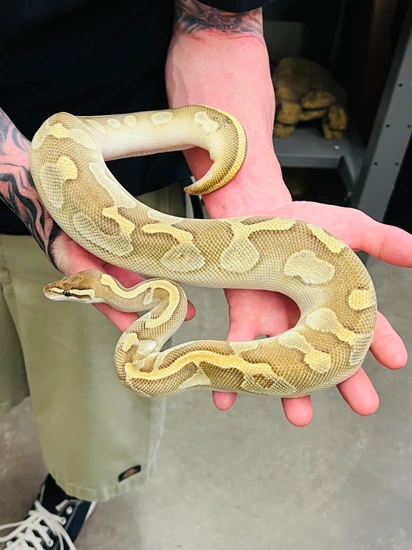Wookie Enchi Lesser Ball Python by Snake Country