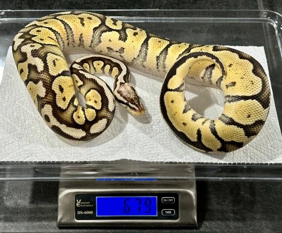 Pastel Monarch Ball Python Pastel Het Monarch Het Genetic Stripe Ball Python by Showcase Serpents