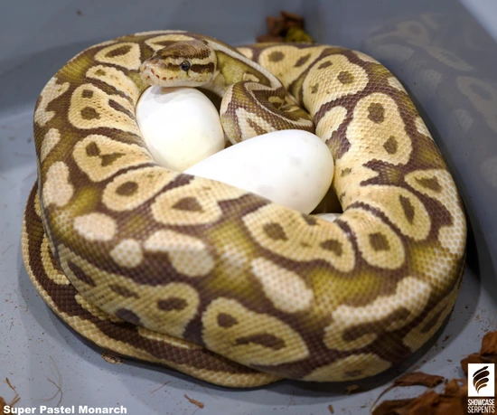 Pastel Monarch Ball Python Super Pastel Monarch *Proven Breeder!* Ball Python by Showcase Serpents