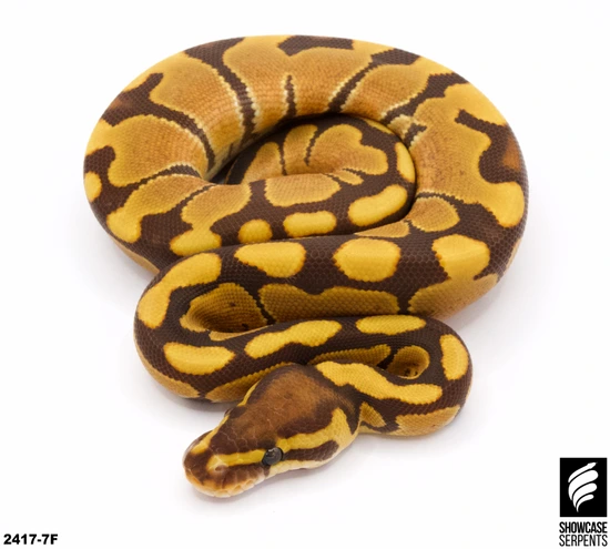Monarch Ball Python by Showcase Serpents