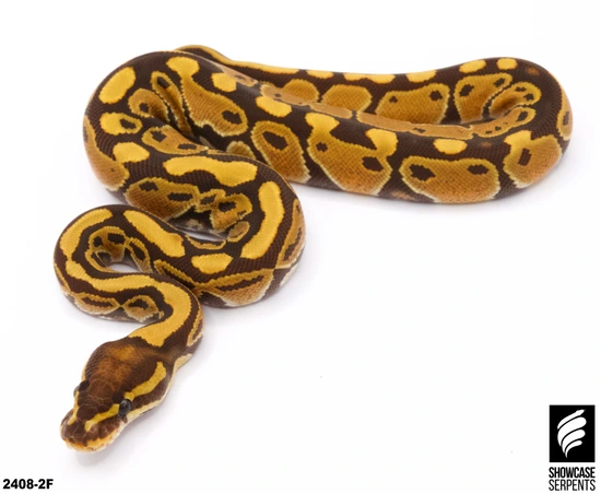 Monarch *Over 900g!* Ball Python by Showcase Serpents