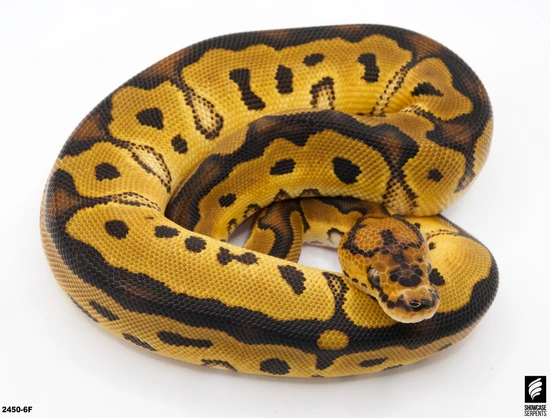 Nr Mandarin Clown Het Pied *Over 700g!* *confirmed Mandarin!* Ball ...