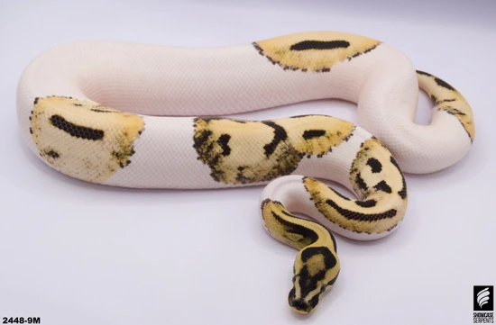 600g Ball Python Orange Dream Desert Ghost Pied *RTB Over 600g!* Ball Python by Showcase ...