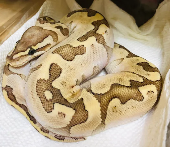 Enchi Bamboo Ball Python by SickPython