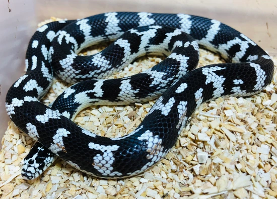 Cal King California Kingsnake by SickPython