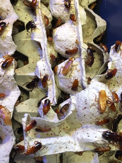1,000 Red Runners Cockroach by Nature’s Hidden Jewels
