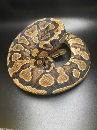 Arroyo Yellowbelly Ball Python by Atomic Exotics