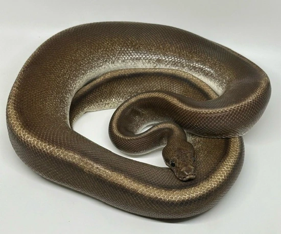 Cinnamon Genetic Stripe Ball Python by Silver State Exotics