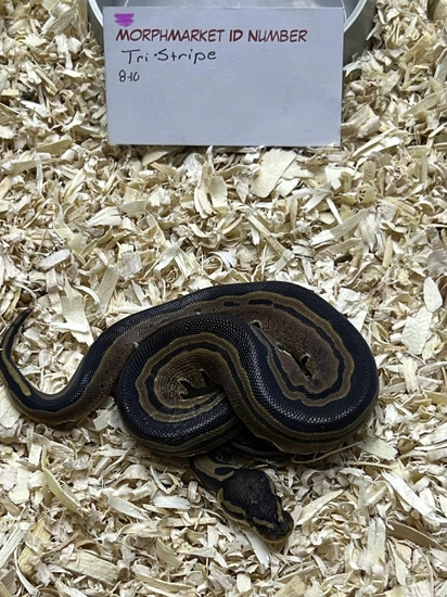 Maddox Tristripe Ball Python by Simpson Exotics