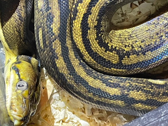 GoldenChildSuntigerDwarfHetLavender Reticulated Python by Little ...