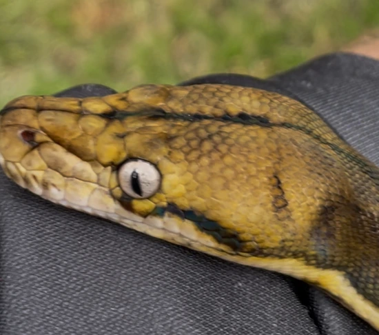 GoldenChild Suntiger Dwarf Het Lavender Albino Reticulated Python by ...