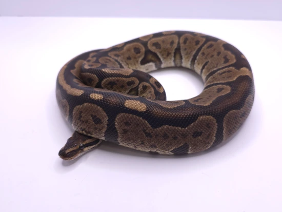 Grim Ball Python by Sinful Serpents, LLC