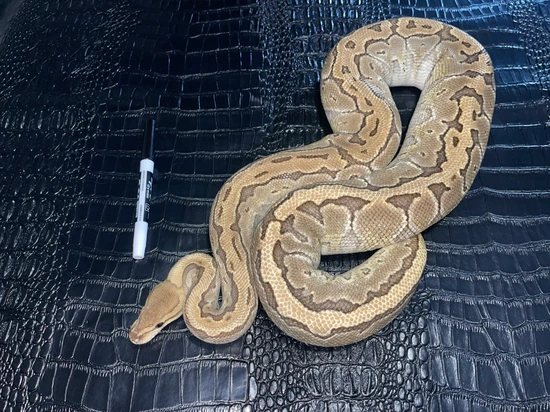 Cinnamon Lesser Pinstripe Ball Python by Detention Exotics