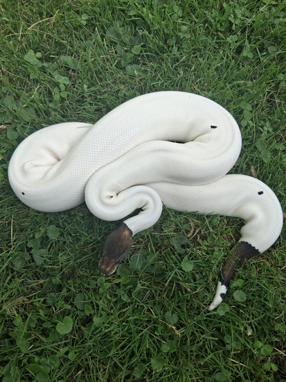 Cinnamon Pied Ball Python by Twisted Reptiles