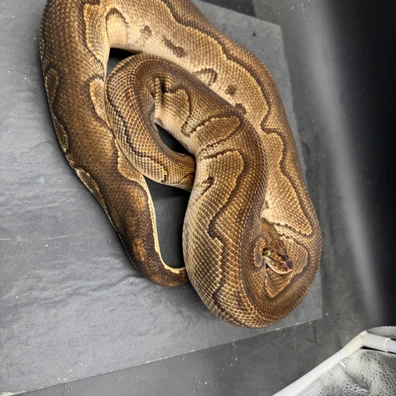 Proven Pair- Black Head Clown Het Hypo, Phantom Clown Het Hypo Ball Python - unknown for sale from SJH-Pythons