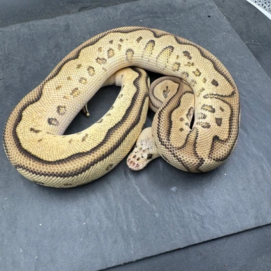 Pastel Leopard Cypress Clown Het Hypo Ball Python - male for sale from SJH-Pythons