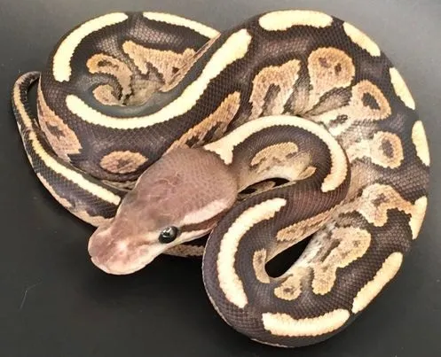 Firefly Cinnamon Ball Python 2021 Fire Cinnamon Female ID # 21.16.3 Ball Python by Skagit Reptiles