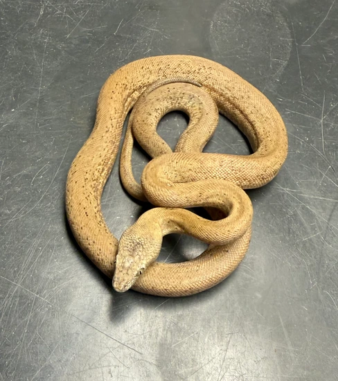 Dunn's Python's Dunn’s Python More Python by SKB Exotics