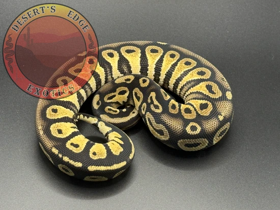 Blackhead Mojave Calico Ball Python by Desert's Edge Exotics