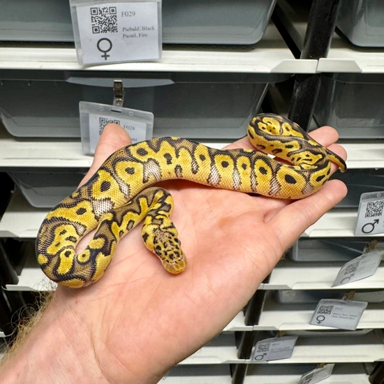 Clown Ball Python by Snake Pit Uk
