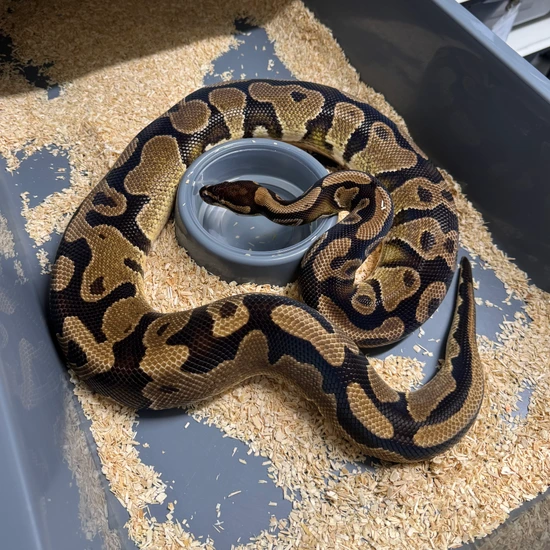 1.3 DG Pied Project - Please Read Description Ball Python by Snake Pit Uk