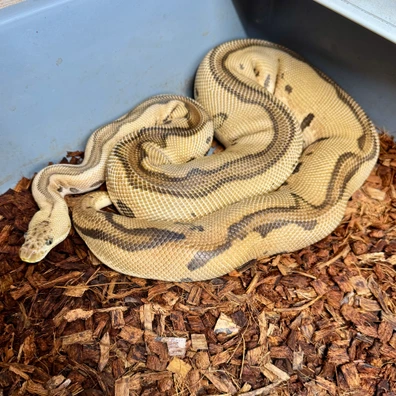 Pastel Leopard Clown Ball Python - female for sale from Snake Pit Uk