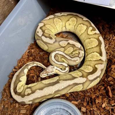 Red Stripe, Pastel, Fire, Het Desert Ghost Ball Python - female for sale from Snake Pit Uk