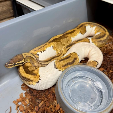 Yellow Belly Pied 100% Het Lavender Albino Ball Python - female for sale from Snake Pit Uk