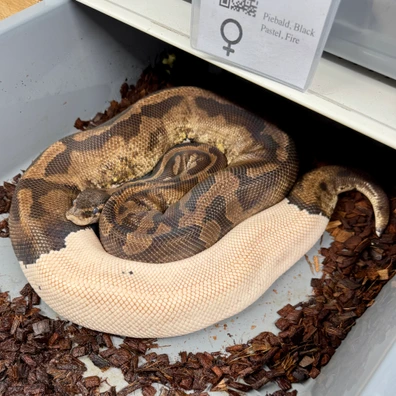 Pied Ball Python - female for sale from Snake Pit Uk