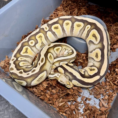 Pastel, Fire, Cypress 100% Het Clown Ball Python - female for sale from Snake Pit Uk