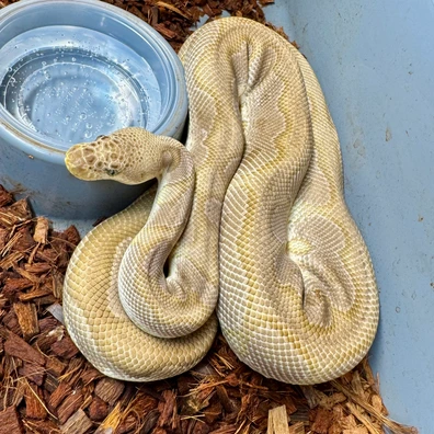 Pastel Special Clown Ball Python - male for sale from Snake Pit Uk