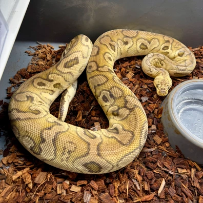 Pastel, Hurricane, Red Stripe, Clown Ball Python - female for sale from Snake Pit Uk