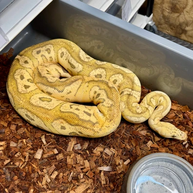 Pastel, Fire, Mahogany*, Clown Ball Python - female for sale from Snake Pit Uk