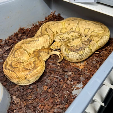 Pastel, Yellowbelly, Chocolate*, Clown Ball Python - female for sale from Snake Pit Uk