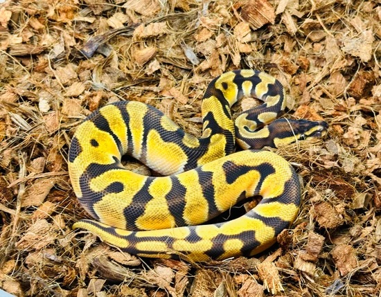 Super Orange Dream Enchi (Scrambler BBP) Ball Python by The Royals Project