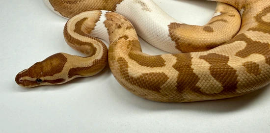 Curated visual reference: Ultra Pied Pb Ball Python By The Royals Project Photo Inspiration